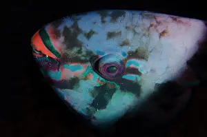 Niger: Dusky Parrotfish - Tanjung Uli dive site, night