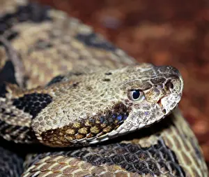 Pigmy: Dusky Pigmy Rattlesnake