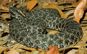 Pigmy: Dusky Pigmy Rattlesnake