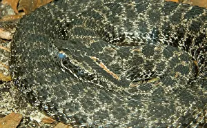 Pigmy: Dusky Pigmy Rattlesnake
