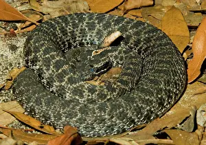 Pigmy: Dusky Pigmy Rattlesnake