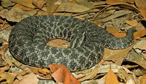 Pigmy: Dusky Pigmy Rattlesnake