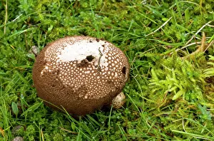 Lycoperdon: Dusky Puffball - in acid grassland