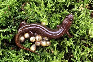 Desmognathus: Dusky Salamander