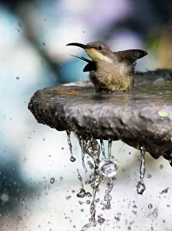 Fuscus: Dusky Sunbird