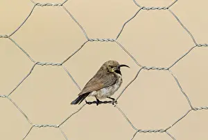 Wire: Dusky Sunbird