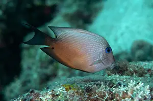 Surgeonfish: Dusky Surgeonfish