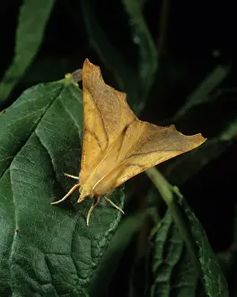 Geometridae: Dusky thorn