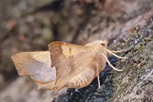 250417: Dusky Thorn Moth, Norfolk UK
