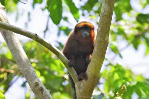 Moloch: Dusky Titi Monkey