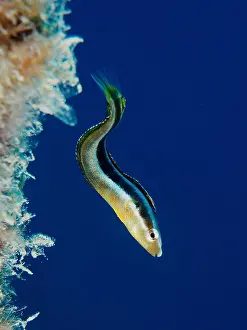 False: Dussumier's sabre-tooth blenny (Aspidontus dussumieri)