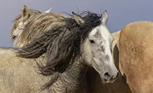 Basin: Dust covered wild stallions of Sandwash Basin, Colorado