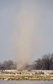 Springboks: Dust Devil