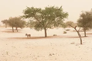 Senegal: in the dust haze