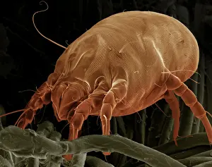 Mites: Dust Mite