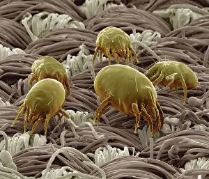 Mites: Dust Mite