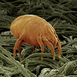 Mites: Dust Mite