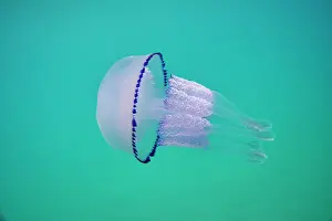 Dustbin: Dustbin-lid jellyfish (Rhizostoma pulmo), Catalonia