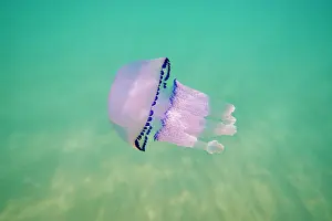 Dustbin: Dustbin-lid jellyfish (Rhizostoma pulmo) in shallow