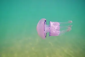 Dustbin: Dustbin-lid jellyfish (Rhizostoma pulmo) in shallow