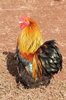 Bantam: Dutch Bantam - male Chicken