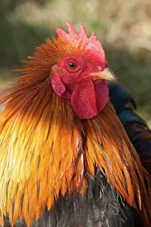 Bantam: Dutch Bantam - male Chicken