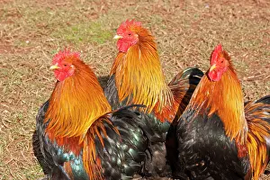 Bantams: Dutch Bantams - Chickens
