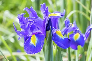 Cycle: Dutch Iris Professor Blaauw, Iris hollandica Professor