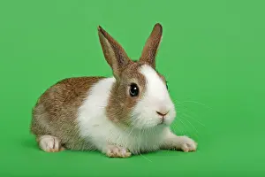 Cony: Dutch rabbit