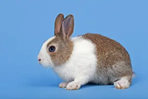 Cony: Dutch rabbit