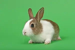 Peop: Dutch rabbit