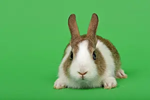 Natu: Dutch rabbit