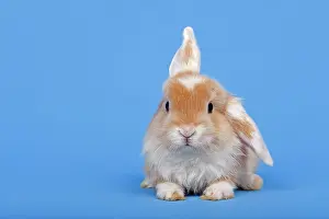 Multicolored: Dutch rabbit