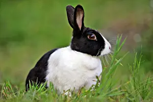 Oryctolagos: Dutch Rabbit black and white - sitting in grass