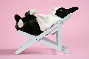 Capationable: Dutch rabbit in a deckchair