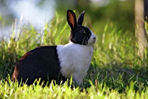 Oryctolagos: Dutch Rabbit - sitting in grass