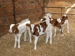 Stable: Dutch Red Bovine, Dutch Red Bovine, Meuse-Rhine-Ijssel
