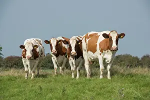 Meuse: Dutch Red Bovine, Dutch Red Bovine, Meuse-Rhine-Ijssel