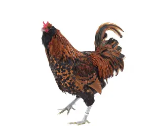 Barbu: Dutch Rooster Barbu Paillet