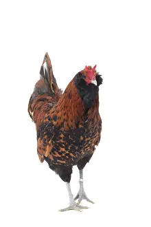 Cockerels: Dutch Rooster Barbu Paillet