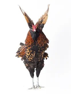 Cockerel: Dutch Rooster Barbu Paillet