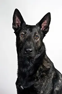 Outs: Dutch Shepherd Dog, portrait