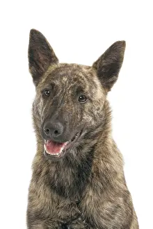 Herdershond: Dutch Shepherd Short Hair Dog