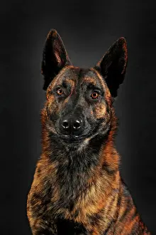 Alsatian: Dutch Shepherd, short hair, male, portrait