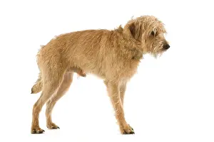 Domesic: Dutch Smoushond Dog