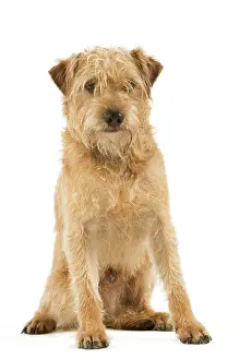 Domesic: Dutch Smoushond Dog