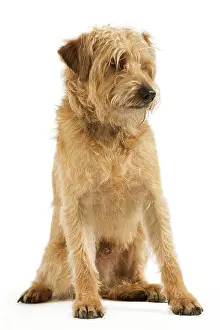 Domesic: Dutch Smoushond Dog