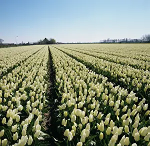 Bulbfield: Dutch Tulip Field