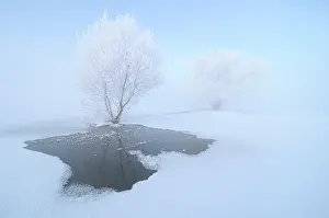 Salix: Dutch winter landscape in the IJssel River Delta with snow