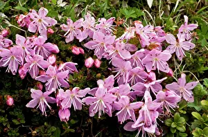 Alpenrose: Dwarf Alpenrose - on limestone